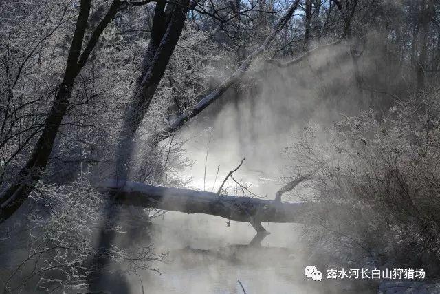 伤害对方的宠物算家暴吗？游戏画面